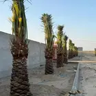السلام عليكم يوجد لدينا جميع انواع النخل صقعي ومجدوله وهل