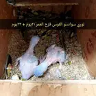 لعشاق الجمال والتمييز فرخين لوري سوانسو من انتاجي