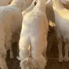 ذبايح العيد والمناسبات فاااخرة ( تم البيع)