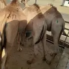 قعدان مكه المكرمه