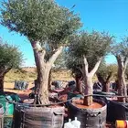 مقاول توريدنخيل وأشجار زيتون وتركيب الشبوك