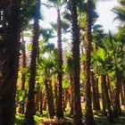 نخل زين واشنطني وعربي الخرج العفجه