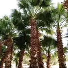 يوجدلدينا نخيل واشنطني وعربي جميع المقاسات والأحجام