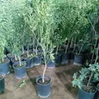 يوجد لدينا جميع انواع النخيل المثمر وازينه