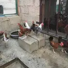 تم البيع
