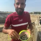 زريعه بلطي وحيد جنس للبيع مزرعه الاقبالي