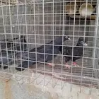 قطايف ابوهم وامهم معقدات صندقه موجودالفديوا العدد17غرهومذيل