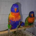 الاحساء المبرز