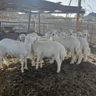 بهم ضان طليان ورخال 4شهور