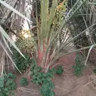 نخيل مثمر للبيع