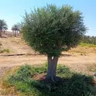 اشجار زيتون ونخيل