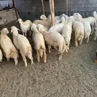 طليان للبيع