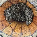 نحل بلدي اعواد محايلي