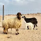 نعيميه وحجريه خلفات