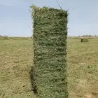 برسيم صافي شد فاخر