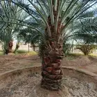 نخل للبيع