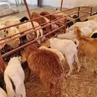 برابر وتيوس مكه بأفضل الأسعار