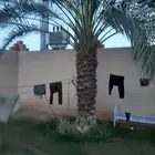 توريد جميع انواع النخل والمقاسات صقعي ورشودي برحي مجدول شيش