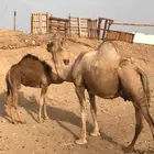 ناقه خلفه حليب للبيع
