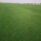 ثيل سي2000 صافي وطبيعي درجة اوله ب مزارع الخرج