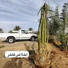 يوجد لدينا جميع انواع النخل العربي وزينه