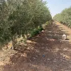يوجد لدينا زيتون معمر مثمر جميع الأحجام ويوجد وسط ويوجد شتلا