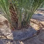 توريد نخيل صقعي ومجدول