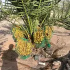 نخل وجثايث القصيم اسعار مقوله نخل طيب