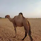 بكره اركيه للبيع