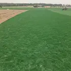 ثيل سي 2000 صافي وطبيعي جراده قولي مزرعه الخرج