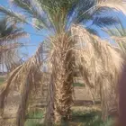نخل مجدول طول 2مترين ال 3 متر العدد 200