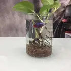 اسماك فايتر