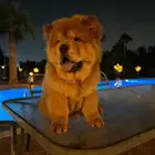 كلب تشاو تشاو للبيع