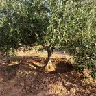 يوجد لدينا جميع انواع الزيتون في جميع انحاء المملكه