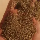 بذور بلوبنك للبيع