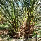 فروخ برحي عدد 8 الف