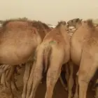 موقعنا الرياض جده مكه الباحه تبوك