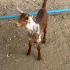 للبيع تيس اوشح