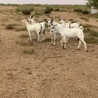 معزا بيشية صنف فواخر دفيع