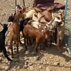 للبيع 13تيوس