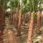 زراعه النخل والأشجار وتركيب الشبوك