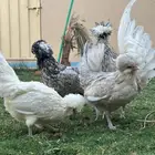 للبيع   بولش   بوليش   الوان  نوادر