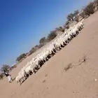 غنم حريه حرش مراح وحد قطعه وحده العداد 100ازين يااهل ازين ال