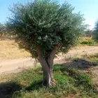 نخل زيتون تنسيق