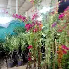 تنسيق حدائق