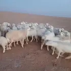 غنم حريات حرش دفيع و متابيع بفحلها مراح واحد