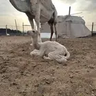 خلفه مصغر كفو ( تم البيع )