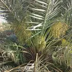 يوجد لدينا نخل طيب ومثمر عده انواع والمقاس حسب الطلب