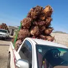 يوجد لدين جميع انواع انخيل المثمره