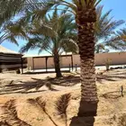 لدينا جميع اشغال النخيل تكريب عربي تكريب هلالي تلقيح النخل ت